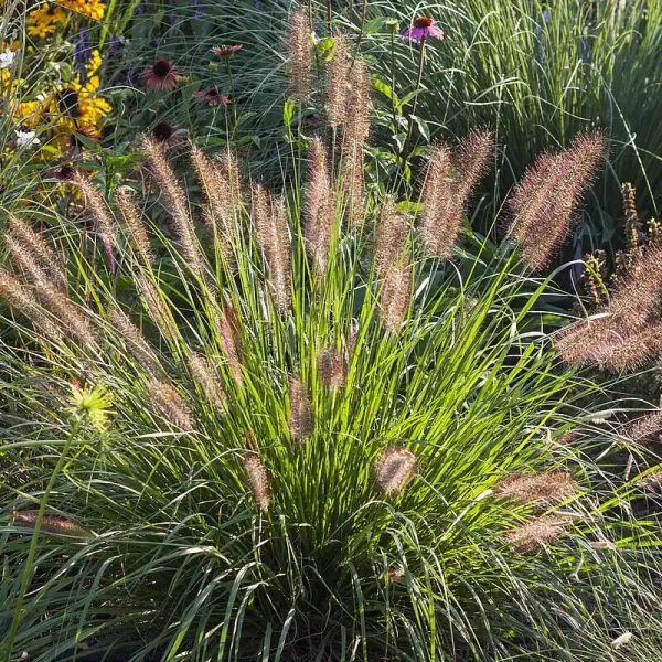 Rozplenica japońska 'National Arboretum' – Pennisetum, piórkówka
