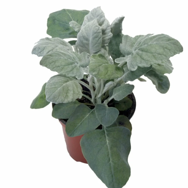 Starzec srebrzysty 'New Look' – Senecio cineraria, sadzonka