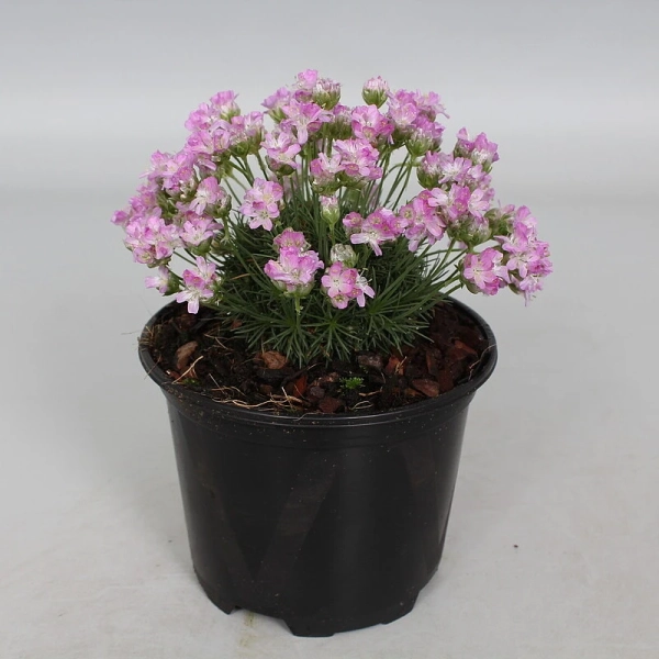 Zawciąg jałowcolistny New Zealand Form – Armeria, sadzonka