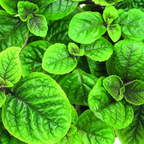 Plectranthus coleoides 'Nico' – komarowiec, sadzonka
