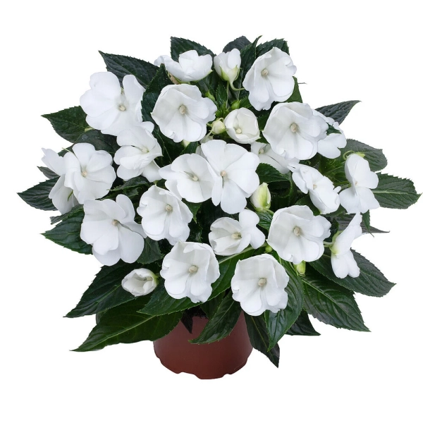 Niecierpek nowogwinejski Magnum Pure White – sadzonka