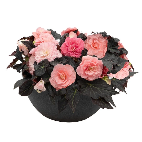 Begonia 'Nonstop® Mocca Light Pink' – begonia bulwiasta, sadzonka