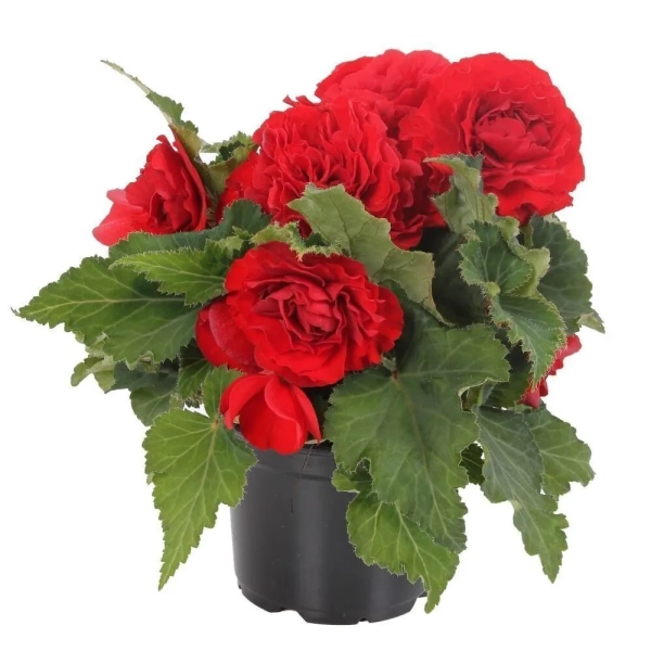 Begonia 'Nonstop® Red' – begonia bulwiasta, sadzonka