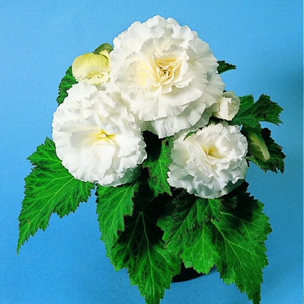 Begonia 'Nonstop® White' – begonia bulwiasta, sadzonka