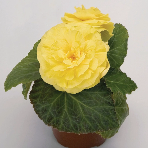 Begonia 'Nonstop® Yellow' – begonia bulwiasta, sadzonka