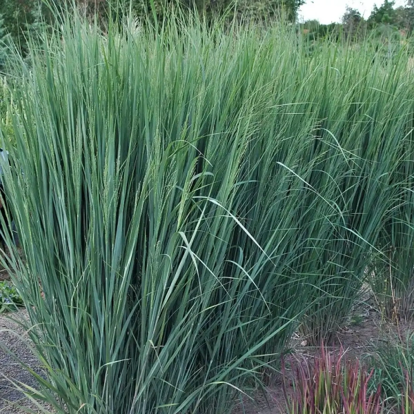 Proso rózgowate ‘Northwind'