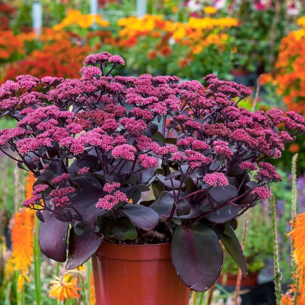 Rozchodnik 'Oriental Dancer' – Sedum, Hylotelephium