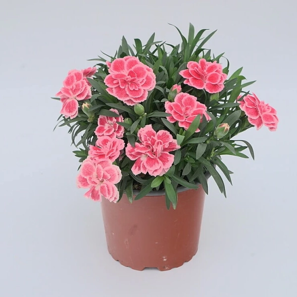 Goździk ogrodowy 'Oscar™ Antique Pink' – różowy goździk, sadzonka