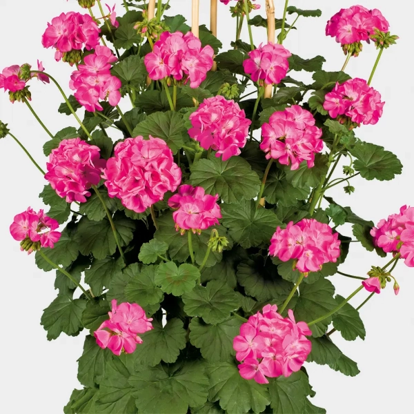 Pelargonia pnąca  'Antik Pink' – różowe kwiaty