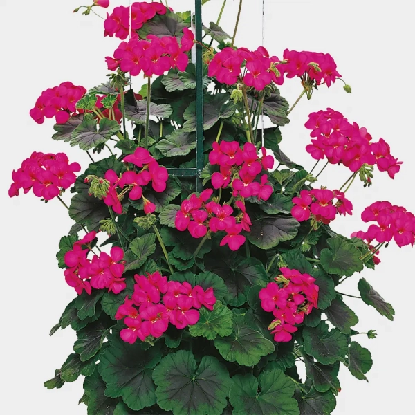 Pelargonia pnąca 'Antik Violet' – fioletowe kwiaty