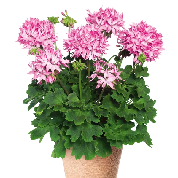 Pelargonia rabatowa 'Fireworks® Pink' – różowe gwiazdkowe kwiaty
