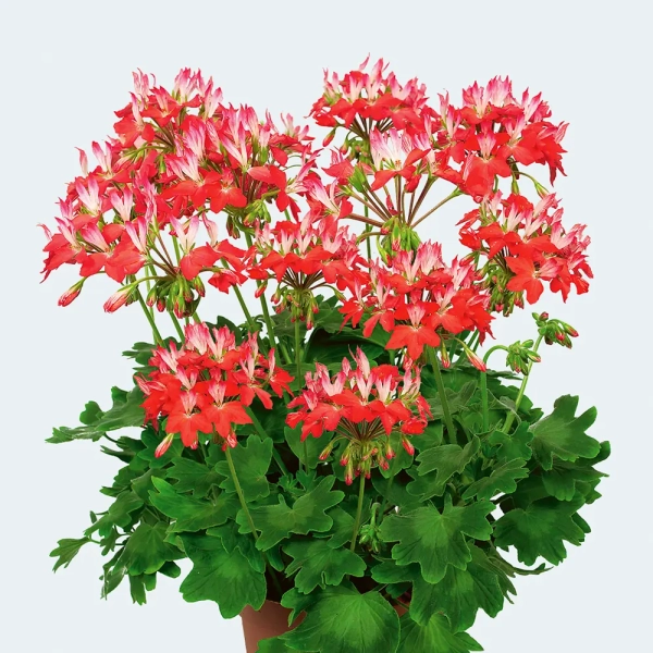 Pelargonia rabatowa 'Fireworks® Red-White' – czerwono-białe gwiazdkowe kwiaty