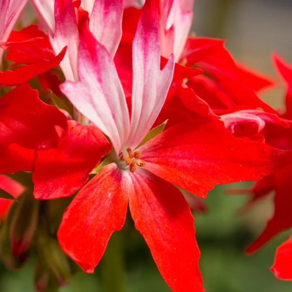 Pelargonia rabatowa 'Fireworks® Red-White' – gwiazdkowe kwiaty