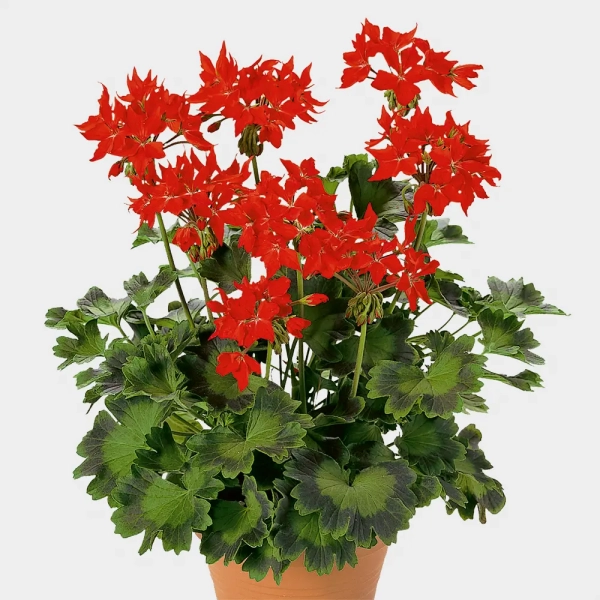 Pelargonia rabatowa 'Fireworks® Scarlet' – czerwona pelargonia gwiazdkowa, sadzonka