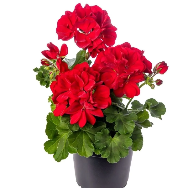 Pelargonia Calliope 'Dark Red' – ciemnoczerwone kwiaty