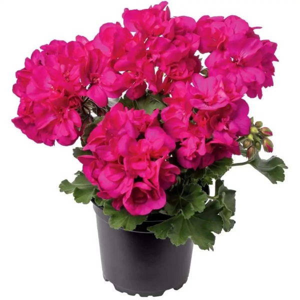 Pelargonia Calliope®  'Hot Pink'– intensywnie różowe kwiaty