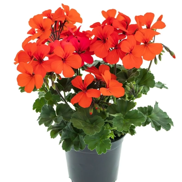 Pelargonia Calliope 'Landscape Orange' – pomarańczowe kwiaty