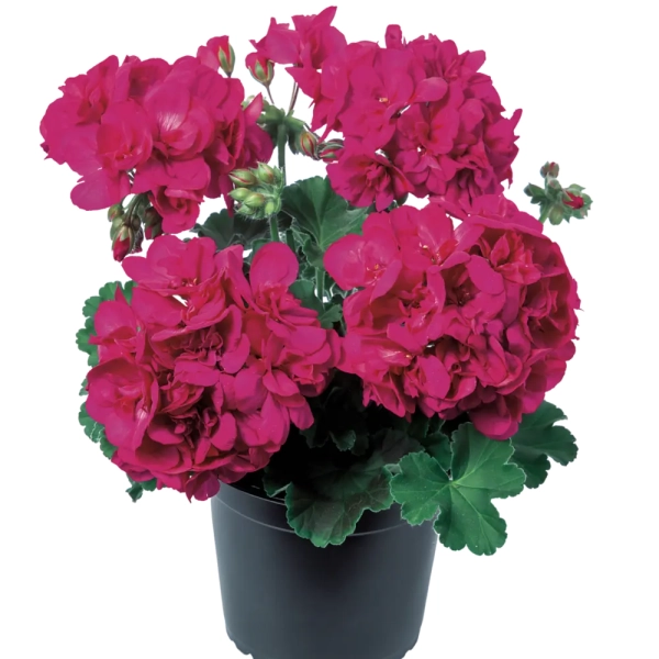 Pelargonia Calliope 'Violet' – intensywnie fioletowe kwiaty