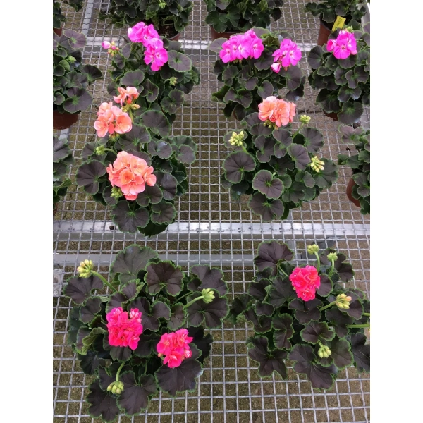 Pelargonia rabatowa 'Chocolate Apricot' – czekoladowe liście