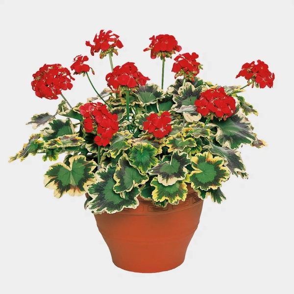 Pelargonia rabatowa ‘Mrs Pollock’ – trójbarwne liście i czerwone kwiaty