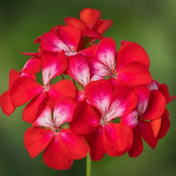 Pelargonia zonale Bunny ‘Cherry Ice’