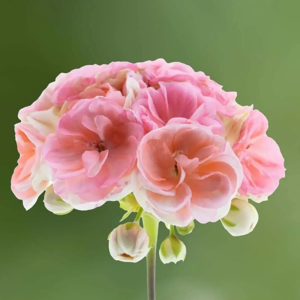 Pelargonia rabatowa 'Rosebud Astrid' – kwiaty