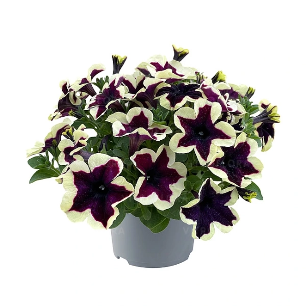 Petunia 'Space Kiss' – sadzonka