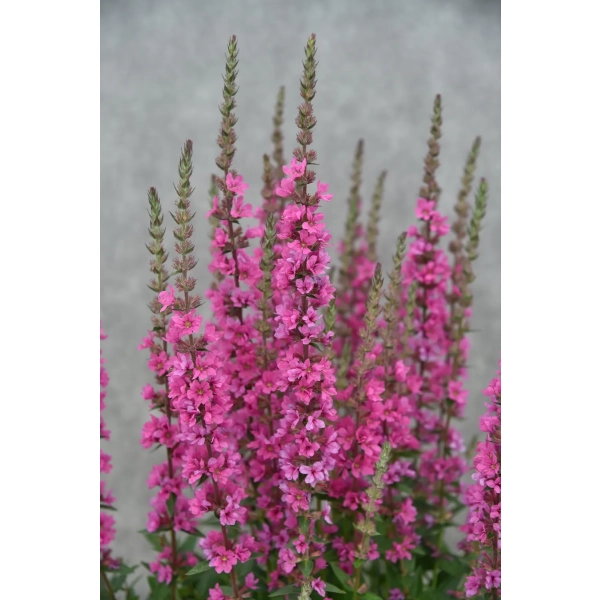 Krwawnica Pink Blush – różowe kwiatostany w ogrodzie