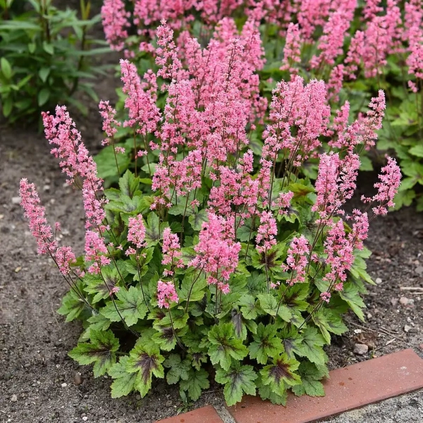 Żurawkotenella Pink Revolution – Heucherella, sadzonka
