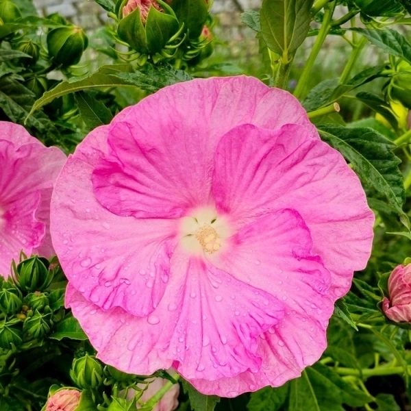 Hibiskus bagienny ‘Pink Wheel’ – gigantyczne, jasnoróżowe kwiaty