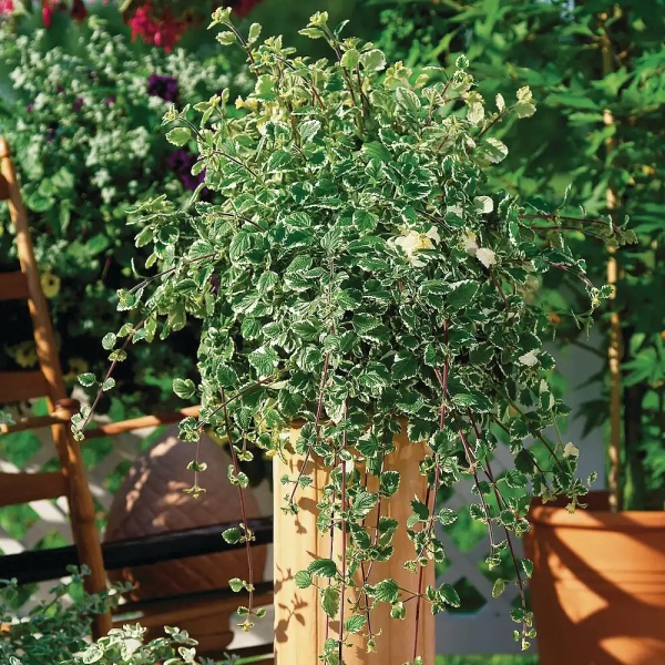 Plectranthus coleoides – komarowiec, sadzonka