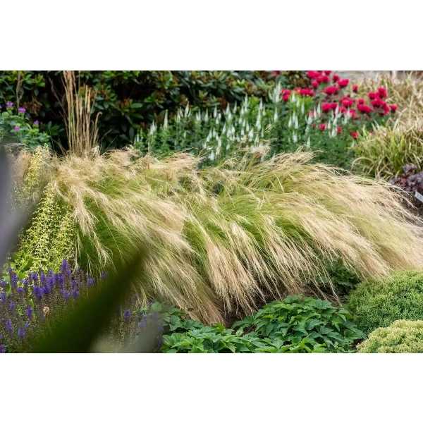 Ostnica cieniutka ‘Pony Tails’ - stipa