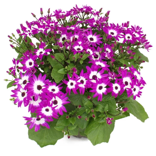 Pericallis POP! Flashy Fuchsia – pastelowe liliowe kwiaty