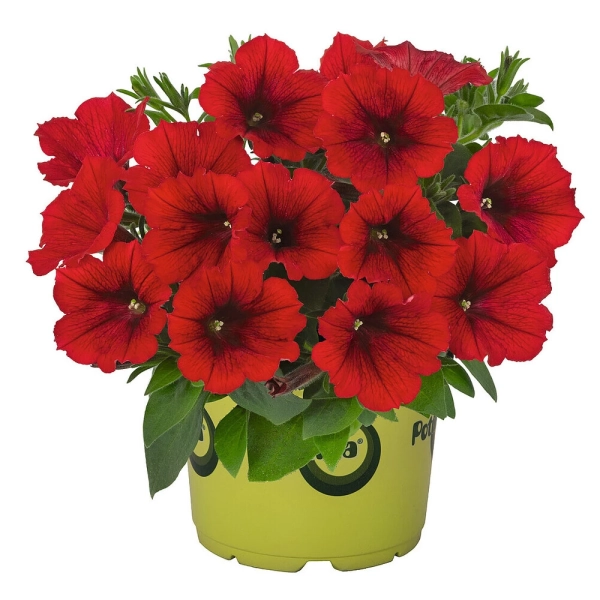 Petunia 'Potunia® Red' – sadzonka
