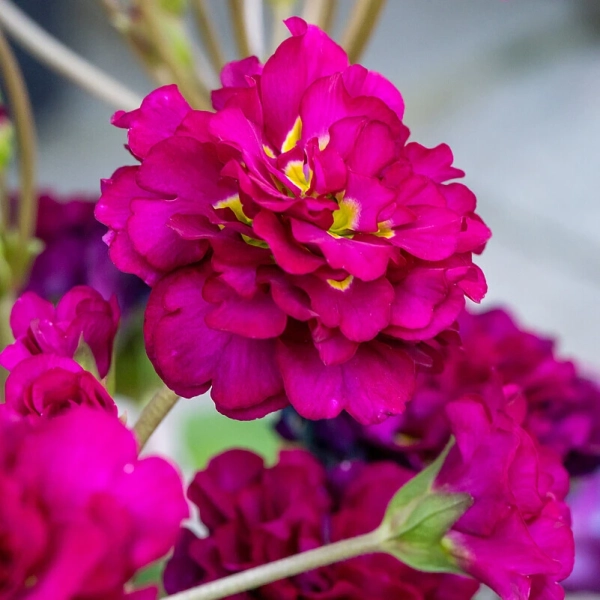 Primula Pretty Polly Burgundy - sadzonka