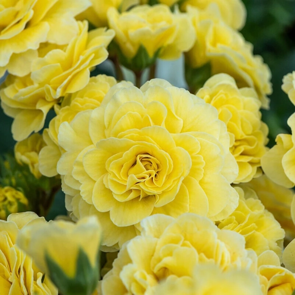 Primula Pretty Polly Jersey Cream kwiaty
