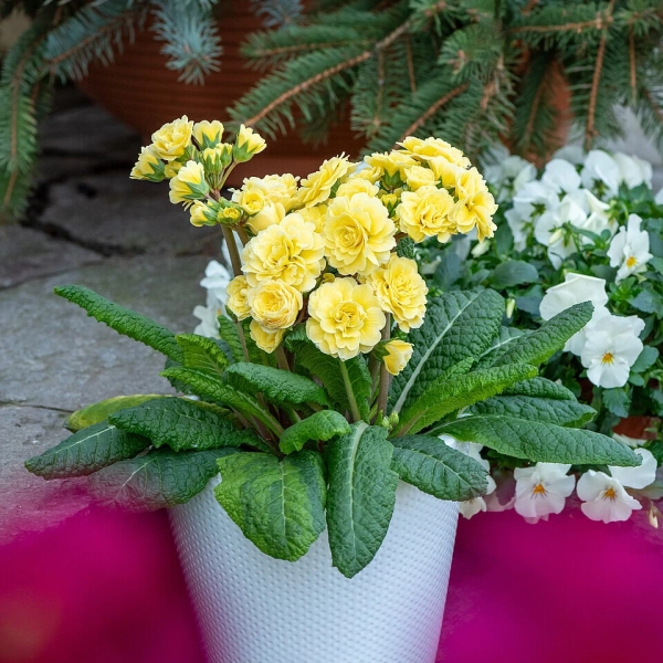 Primula Pretty Polly Jersey Cream