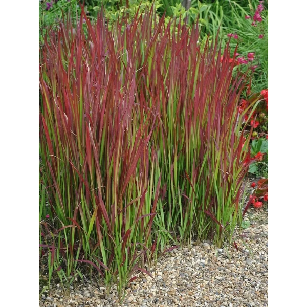 Imperata 'Red Baron' – trawa o intensywnie czerwonych liściach