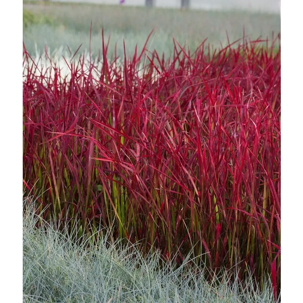 Imperata 'Red Baron' – trawa o intensywnie czerwonych liściach sadzonka