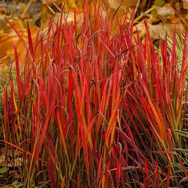 Imperata 'Red Baron' – trawa