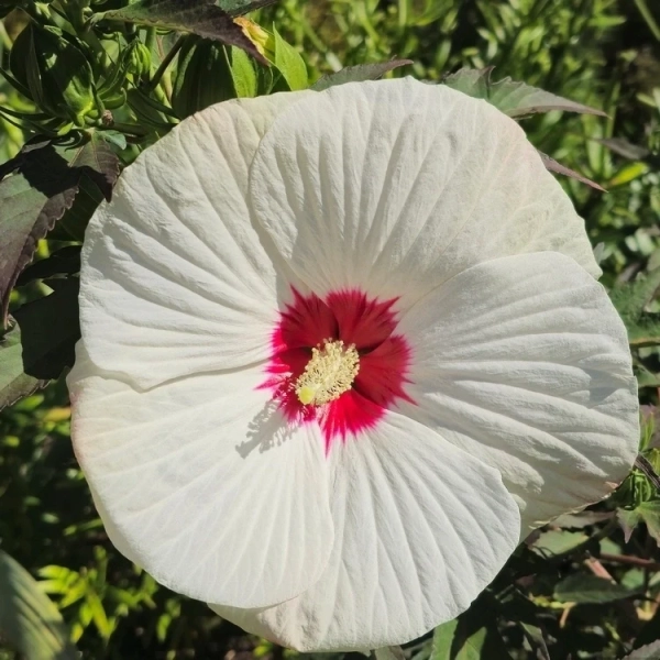 Hibiskus bagienny ‘Red Dot’ – jasno różowe kwiaty z czerwonym okiem