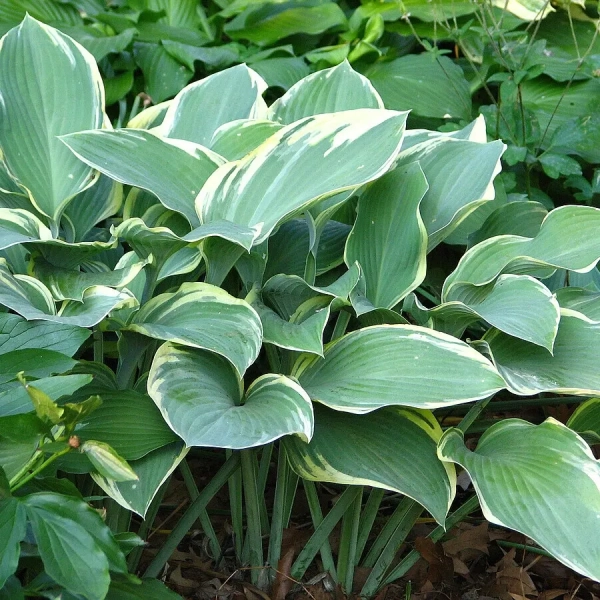 Funkia Regal Splendor –  Hosta