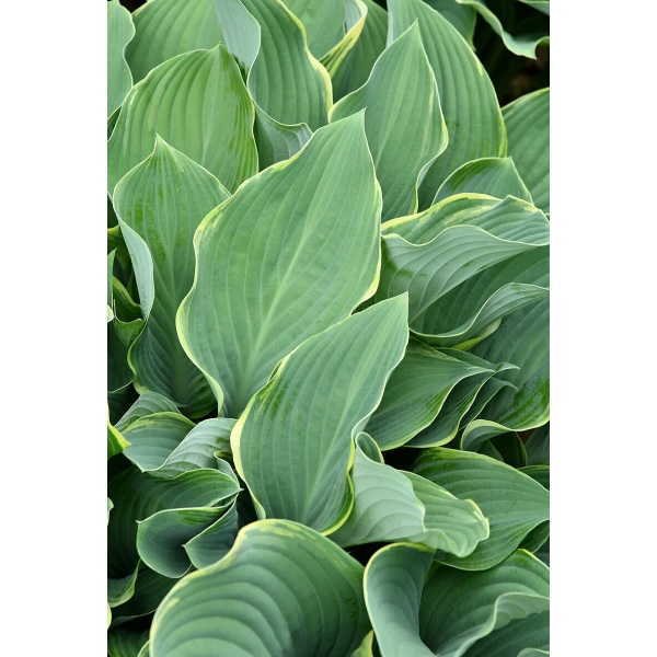 Funkia Regal Splendor –  Hosta sadzonka