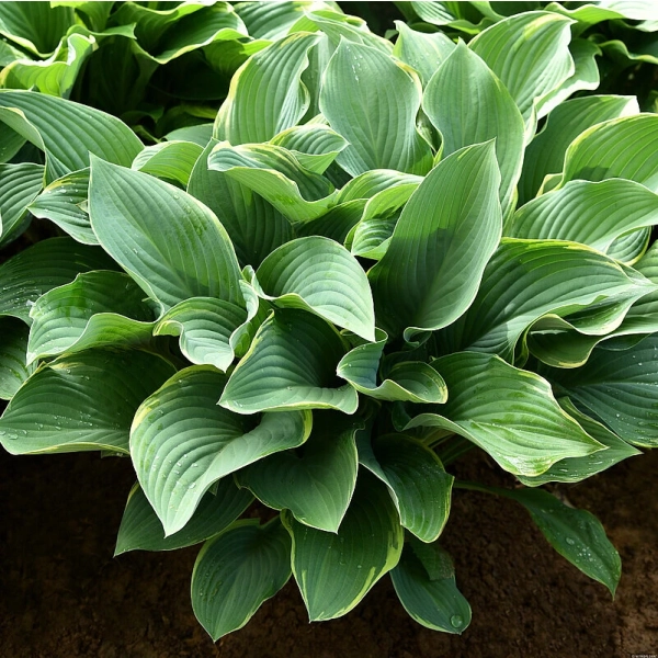 Funkia Regal Splendor –  Hosta o niebieskozielonych liściach