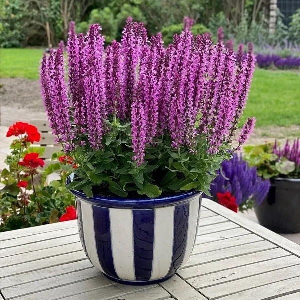 Szałwia omszona 'Rianne Pink'