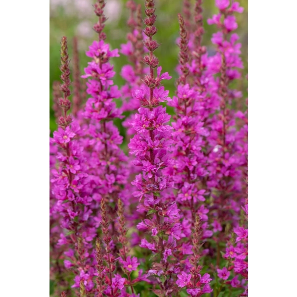 Krwawnica Robin – purpurowo-różowe kwiaty