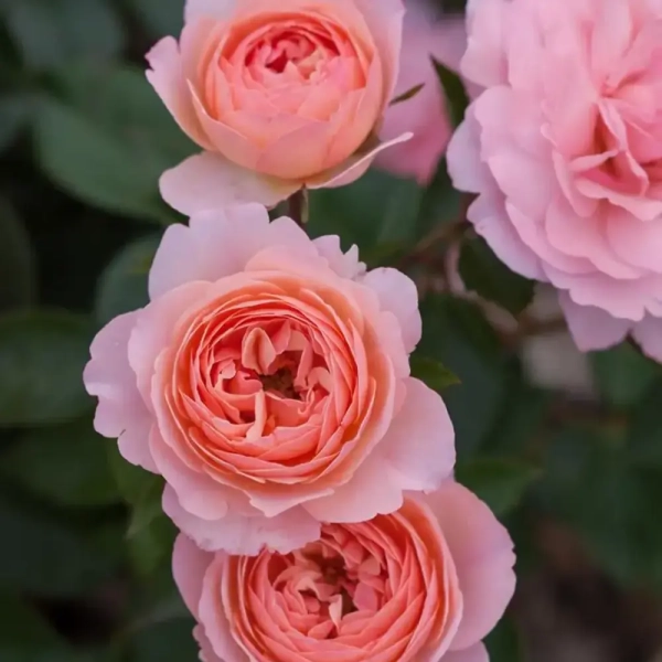 Róża 'Easy Elegance® Calypso' – morelowa róża rabatowa, sadzonka