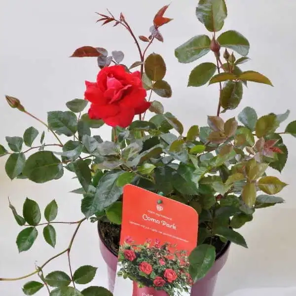 Róża 'Easy Elegance® Como Park' – czerwona róża rabatowa, sadzonka