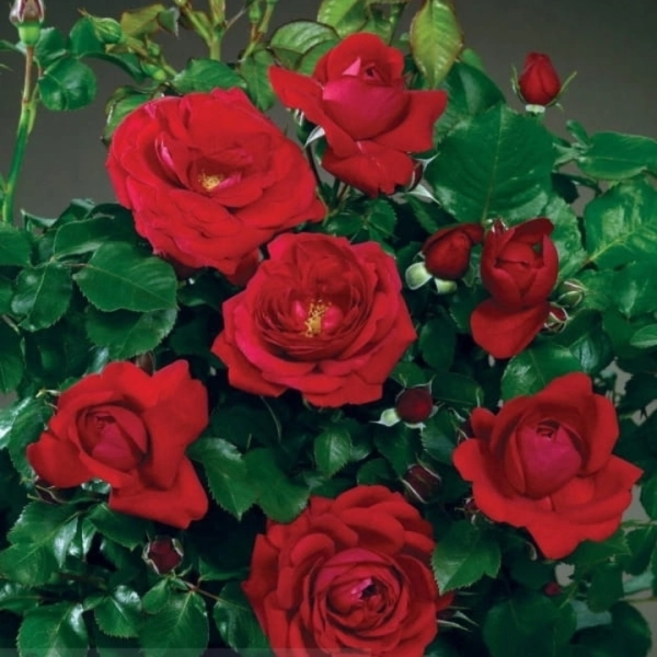 Róża Renaissance® 'Capricia'