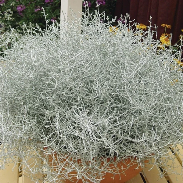 Calocephalus brownii – srebrny drucik, sadzonka